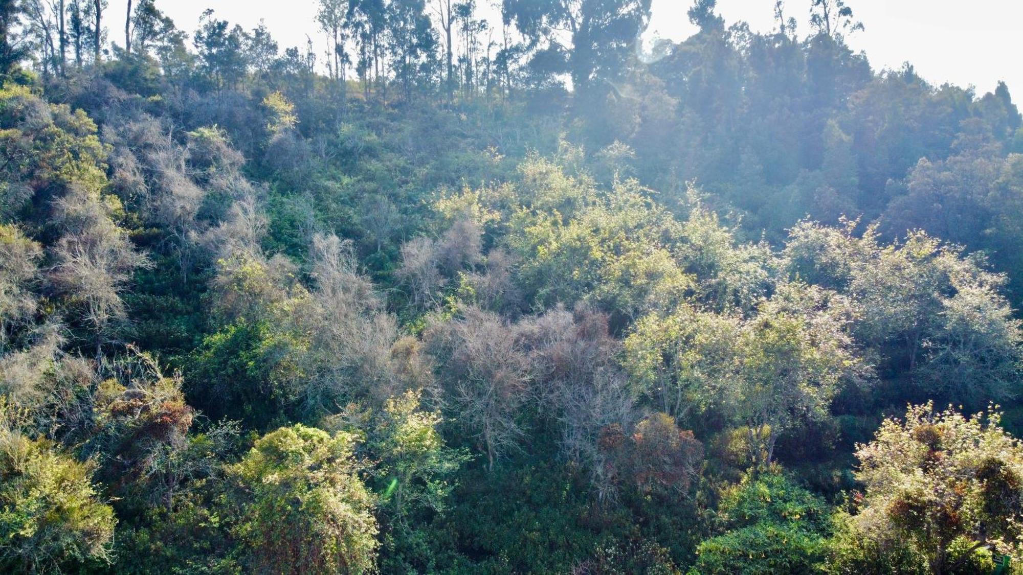 La Flora Kodaikanal Buitenkant foto
